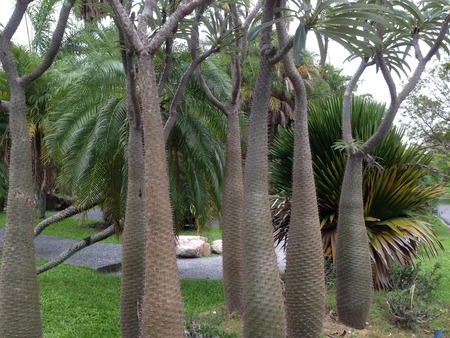 Tree backgroundの写真素材