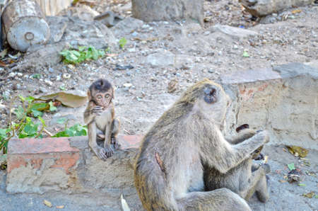 The monkeys mom and baby in temple named "Wat Khao Takiap" at famous Province in Thailand (Hua in) was relax by finding lice for the little babyの写真素材