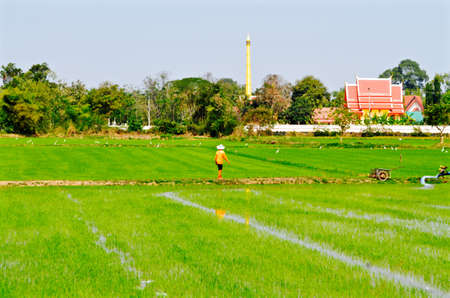 Rice farming, getting water in to rice fieldsの写真素材