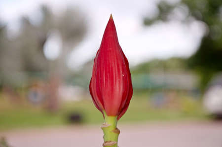 Flowering banana, Musa ornata,pink tones banana flowers with green banana leaves in garden, blurred background.の写真素材