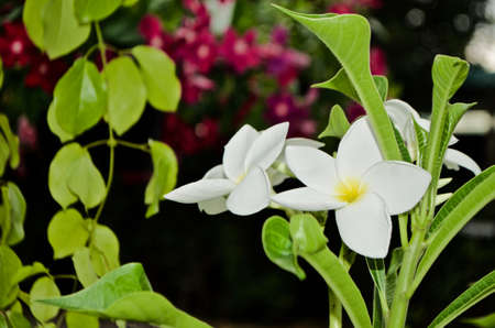 Plumeria rubra or leelawadee flower, frangipani, temple flower, lantom flower or called "Dok lantom" in Thailandの写真素材