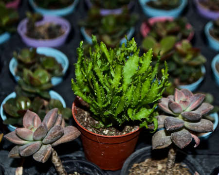 Top view of Mini Cactus plant at cactus farmの写真素材