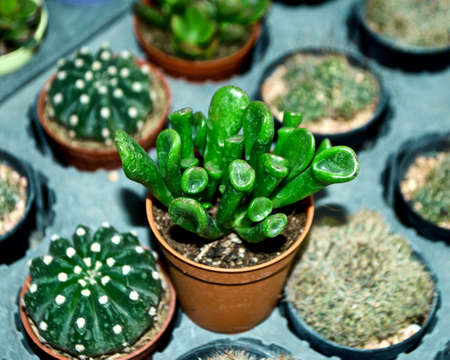 Top view of Mini Cactus plant at cactus farmの写真素材