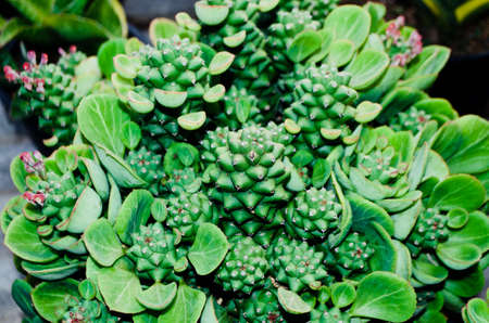 Top view of Mini Cactus plant at cactus farmの写真素材