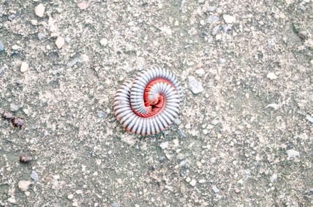 Millipedes on grunge concrete floorの写真素材