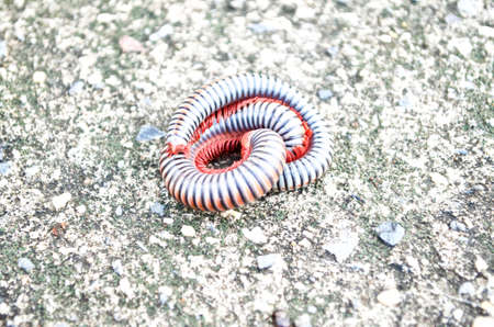 Millipedes on grunge concrete floorの写真素材