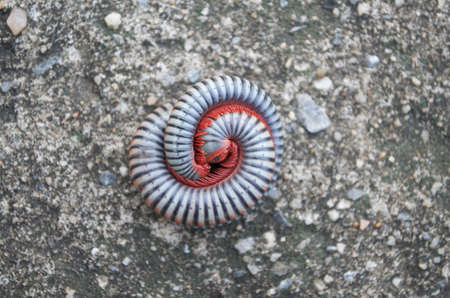 Millipedes on grunge concrete floorの写真素材
