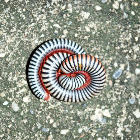 Millipedes on grunge concrete floorの写真素材