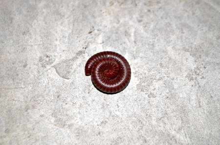 Millipedes on grunge concrete floorの写真素材