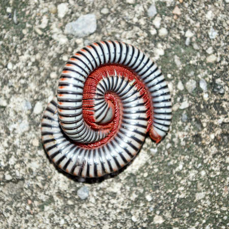 Millipedes on grunge concrete floorの写真素材
