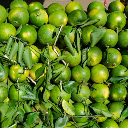 Close up pile of green acidless orange or Citrus sinensis or King orange very famous fruit juice in Cambodia, Originating is from Vietnam and Chinaの写真素材