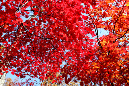 Red autumnの写真素材