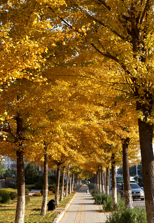 Golden autumnのeditorial素材