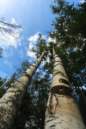Low angle view of a birch tree under the blue skyの写真素材