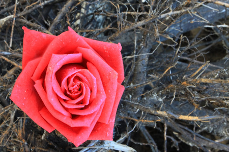 close up of orange rose on black branch background