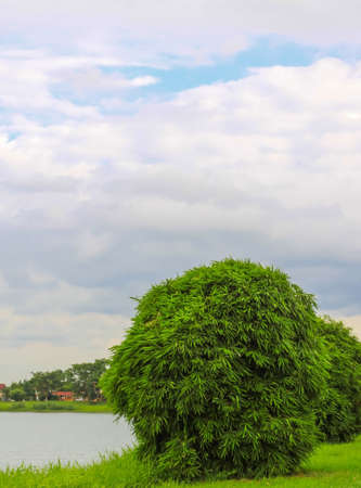 Green bamboo in round bush shapeの写真素材