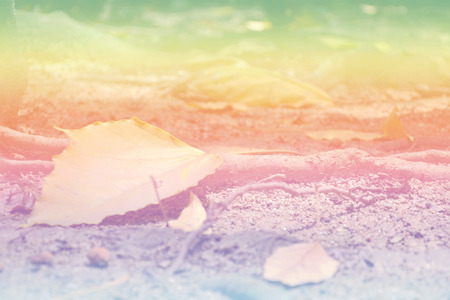 sweet dreamy yellow leaf and branch falling down on floor , soft focusの写真素材