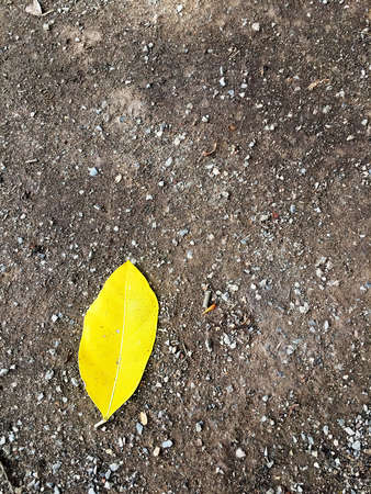 yellow dry leaf on sand texture backgroundの写真素材