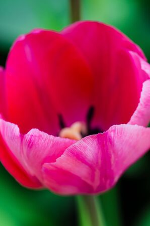 Bright tulip on green background close upの写真素材