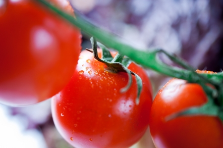 Ripe tomatoes close upの写真素材