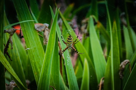 Wasp spider - Argiope bruennichi