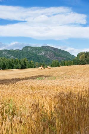 Summer landscape with a roll of heyの写真素材