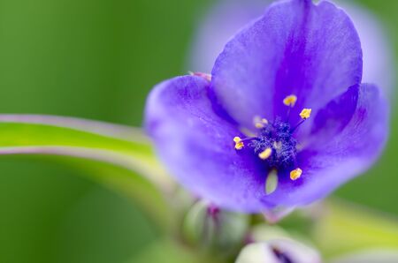 Close-up on blue flowersの写真素材