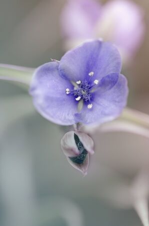 Close-up on blue flowersの写真素材