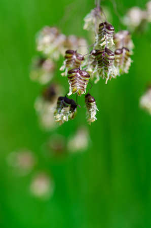 Mature wild grassの写真素材