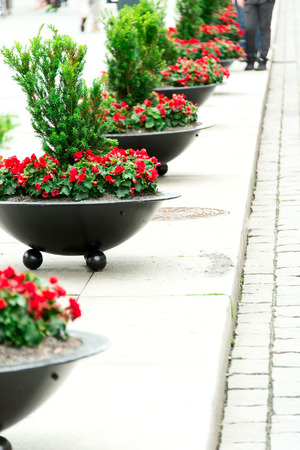 Flowers in pots on a streetの写真素材