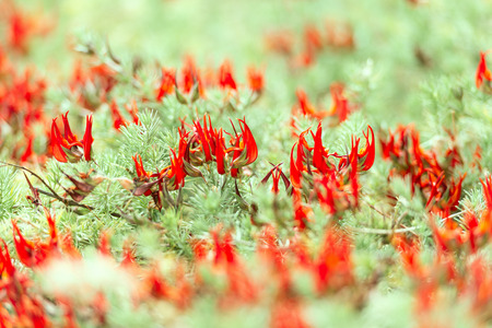 Wild red flowers carpet