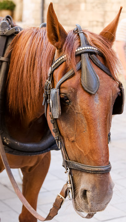 Portrait of brown horseの写真素材