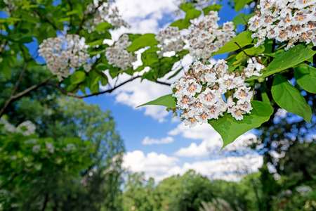 Spring blossomの写真素材