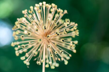 Wild plant flowerの写真素材