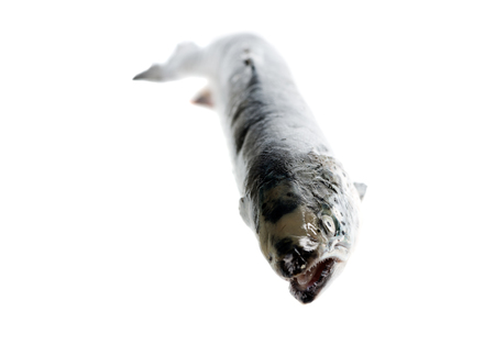 Sea trout isolated on white backgroundの写真素材