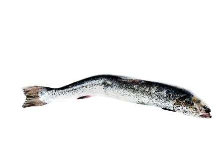 Sea trout isolated on white backgroundの写真素材
