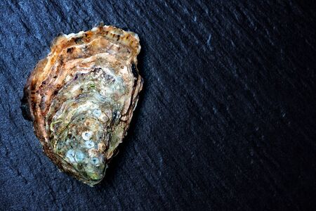 Raw oyster on stone surface with copy pasteの写真素材