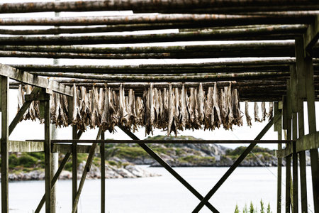 Drying racks with stock fish on Lofoten islandsの写真素材