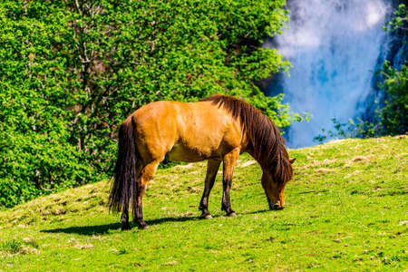 Feeding horse on front of mountain waterfall in Norwayの写真素材