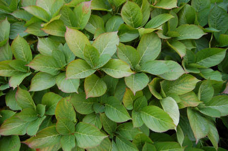 leafs backgroundの写真素材