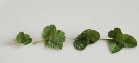 four green  clover leaves with drop,st. patrick's day