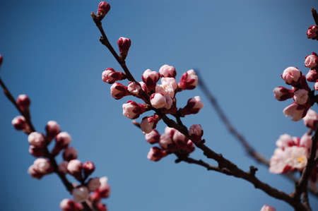spring flower branch on blue sky natureの写真素材