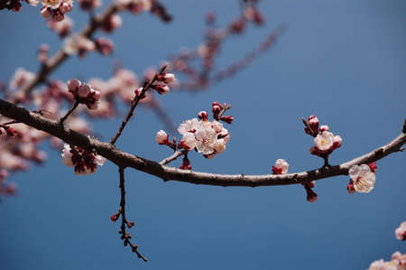 spring flower branch on blue sky natureの写真素材