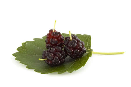 three mulberry berries on leaf isolatedの写真素材