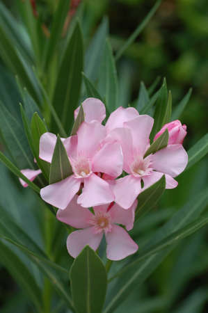 beautiful flowersの写真素材