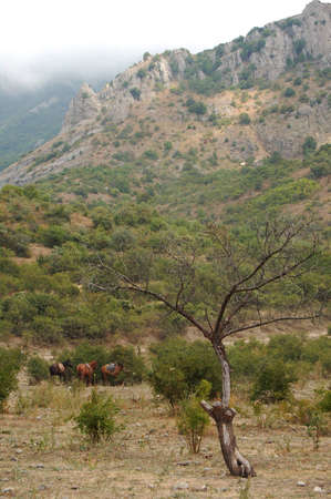 mountains and three horses in the distanceの写真素材