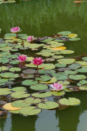 water lily in blossomの写真素材