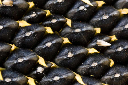 sunflower seeds backgroundの写真素材