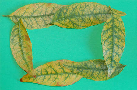 frame with  autumn leavesの写真素材