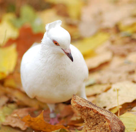 white dove see at the slice of breadの写真素材